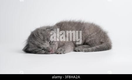 Adorabile piccolo gattino grigio neonato, una razza Scottish Fold con orecchie piccole, che dorme pacificamente su un fianco. Scatto in studio a corpo intero di un dolce gattino w Foto Stock