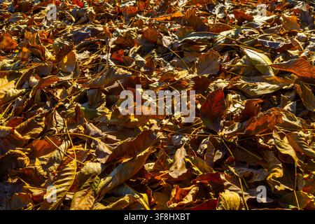 Una vista ravvicinata cattura una densa pila di foglie autunnali secche sul terreno. Ricchi colori di marrone, oro e arancio bruciato creano una scena calda e invitante Foto Stock