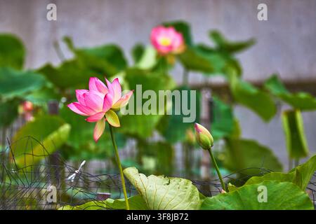 Fiore e bocciolo di loto rosa tra le foglie di ninfea verdi in un contesto di parco urbano Foto Stock