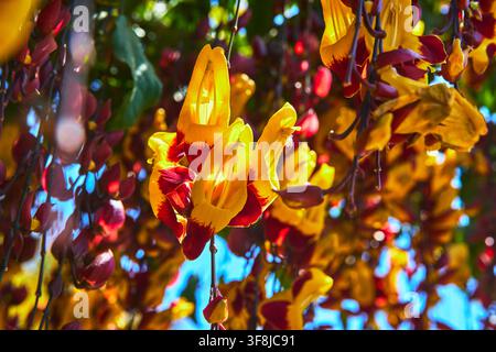 Prima piano di fiori gialli e rossi vivaci in un contesto di giardino illuminato dal sole Foto Stock
