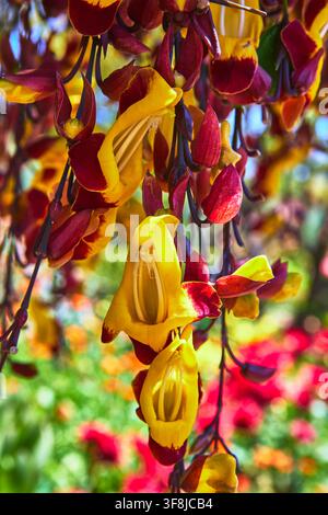 Prima vista di fiori esotici gialli e rossi in fiore con sfondo di giardino colorato Foto Stock