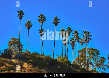 Palme su una collina soleggiata nel Griffith Park di Los Angeles in California con cielo blu Foto Stock