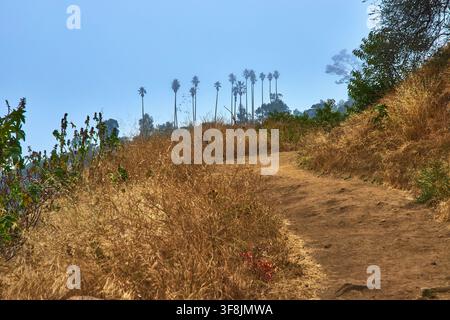 Sentiero di Griffith Park con nebbia e palme a Los Angeles, California Foto Stock