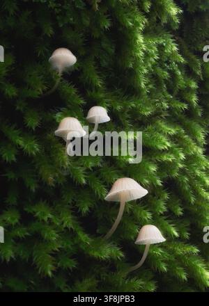 Vista di delicati funghi bianchi che crescono su una superficie muschiosa di un verde vivace vicino alle Cascate del Dardagna a Lizzano In Belvedere, Emilia-Romagna, Italia. Foto Stock