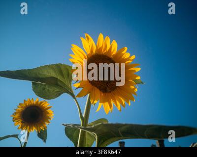 Vista ad angolo basso di due girasoli gialli in fiore contro un cielo blu terso con una bellissima luce estiva di fondo. Foto Stock