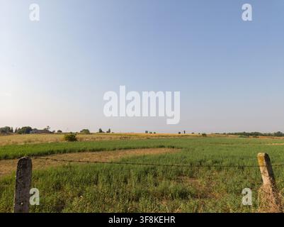 Paesaggio rurale panoramico di un campo di erba medica verde e girasoli gialli dietro una recinzione in filo metallico rustica a Debeljaca. Foto Stock