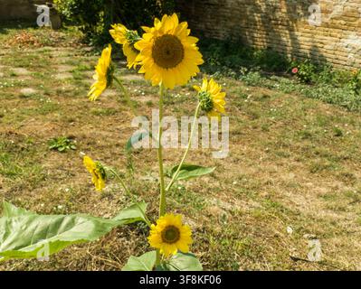 Vista ad angolo alto di un alto girasole giallo a più teste in fiore in un giardino rustico del cortile posteriore. Foto Stock