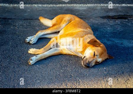 Un cane marrone e bianco che dorme pacificamente mentre riposa su una superficie pavimentata all'aperto, catturato alla luce naturale. Foto Stock