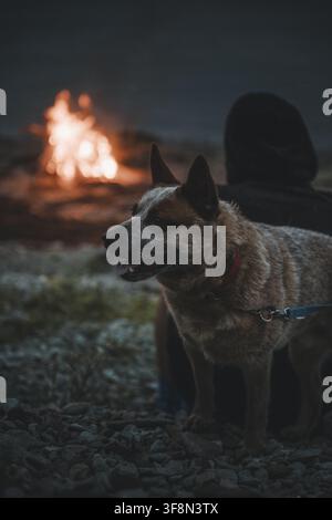 Contea di Laane, Estonia – 26 agosto 2023: Vista di un Australian Cattle Dog seduto su una spiaggia rocciosa vicino a un falò al crepuscolo con una persona sullo sfondo Foto Stock