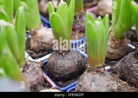 Bulbi di giacinto che germogliano germogli verdi in piccoli vasi da semina Foto Stock