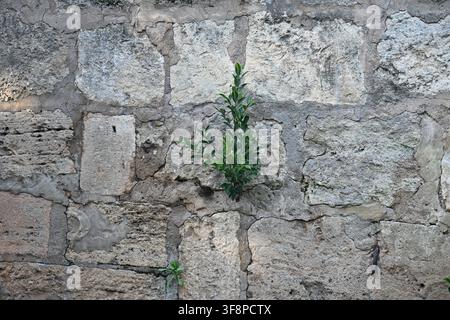 Pianta che cresce da un muro fatto di grandi pietre grigie Foto Stock