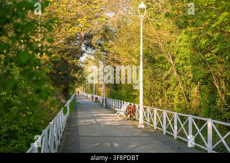 Vista panoramica di un marciapiede pedonale lastricato con ringhiere bianche e una panchina circondata da una fitta foresta di pini verdi in una giornata di sole a Dziwnow Foto Stock