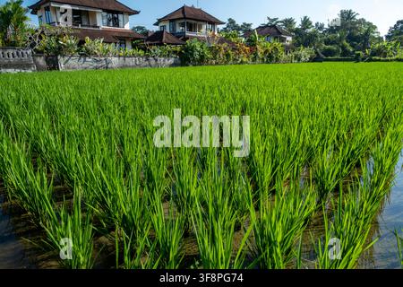 Campi di riso a Penestanan, Ubud, Bali, Indonesia Foto Stock