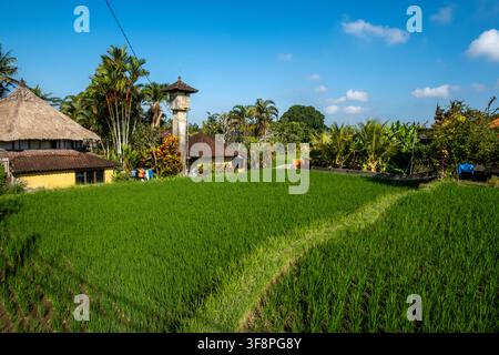Campi di riso a Penestanan, Ubud, Bali, Indonesia Foto Stock
