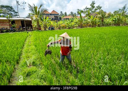 Contadino che lavora nei campi di riso a Penestanan, Ubud, Bali, Indonesia Foto Stock