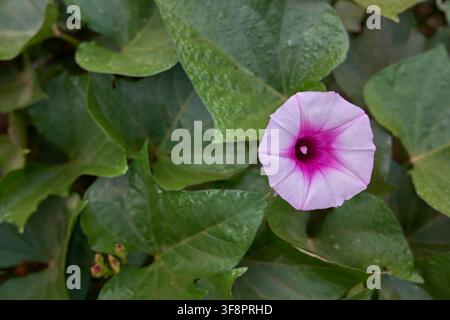 Fiore di patata dolce Ipomoea batatas in fiore con petali viola chiaro e rosa Foto Stock