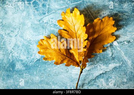 Tre foglie di quercia dorate disposte su uno sfondo blu strutturato in un flat lay di raccolta autunnale caldo Foto Stock