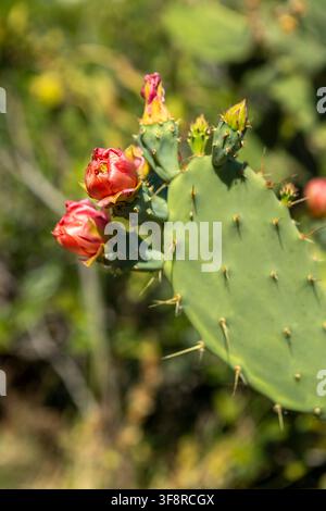 catturare la serenità di un cactus opuntia in fiore, mostrando i suoi vivaci toni verdi e rossi su uno sfondo naturale all'aperto. questo chiu Foto Stock