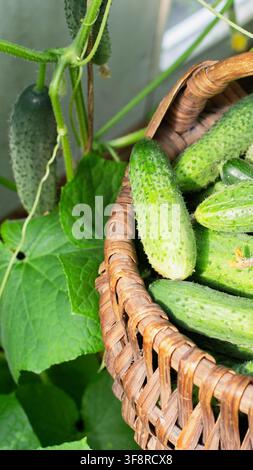 Prima vista di cetrioli verdi vibranti, alcuni appena raccolti, appoggiati in un cesto di vimini logoro. Lo sfondo mostra una vite di cetriolo rigogliosa con matur Foto Stock