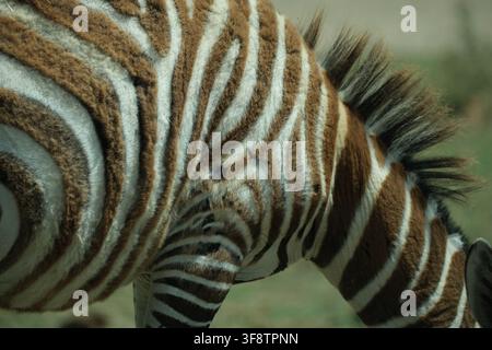 Dettaglio ravvicinato di una zebra che mostra il suo caratteristico mantello a strisce nere/marrone e bianche e la criniera Foto Stock