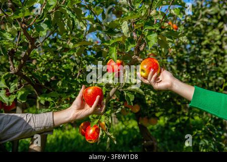 Frutteto di mele, tempo di raccolto. Uomo che dà mele a una ragazza di mano in mano in giardino, primo piano. Mela in una mano maschile nella foresta. Concetto di frutta fresca Foto Stock