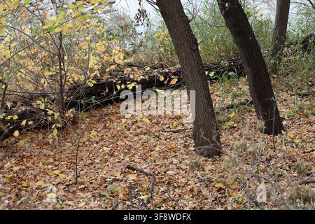 uno strato denso di foglie autunnali gialle, dorate, ramate e marroni circonda la base degli alberi lungo la riva del fiume (stagionale) Foto Stock