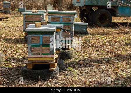 Cassette per alveari in legno colorate impilate poggiano su pneumatici riciclati in un impianto apistico naturale nel bosco, catturando l'essenza dell'apicoltura biologica e ecolo Foto Stock