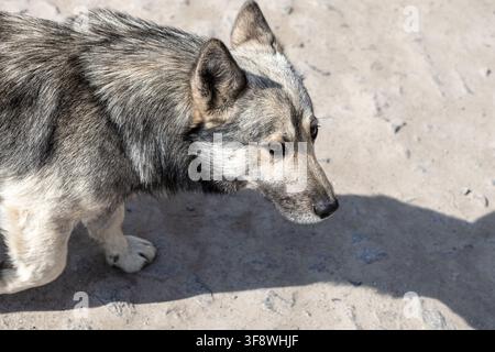 Un meticcio vigile con un folto pelo grigio esplora una strada urbana affollata, catturando il comportamento cauto di un cane senzatetto che lotta per sopravvivere da solo Foto Stock