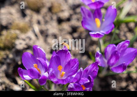 Un piccolo bombo cerca nutrimento sui petali viola dei crochi in fiore durante una luminosa giornata primaverile, catturando la delicata interazione tra insetti e fiori Foto Stock