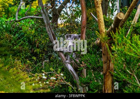 Koala, Phascolarctos cinereus, che si arrampica tra i rami degli eucalipti in un rigoglioso recinto dello zoo. San Diego Zoo, California, USA, Nord America Foto Stock