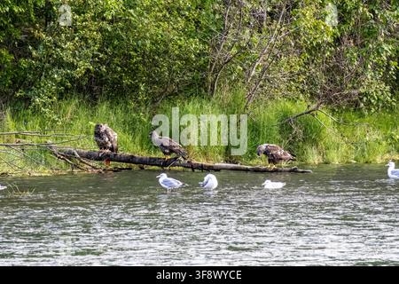 Aquilae dalla testa bianca giovanili Haliaeetus leucocephalus e gabbiani specie Larus che riposano su un tronco alla luce del giorno al Russian River Kenai Peninsula Alaska USA Foto Stock