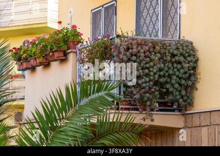 Un lussureggiante giardino sul balcone trabocca di varie specie di succulente e delicate fioriture viola, creando una vivace esposizione verde Foto Stock
