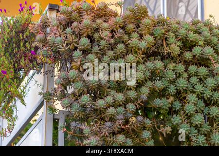 Un lussureggiante giardino sul balcone trabocca di varie specie di succulente e delicate fioriture viola, creando una vivace esposizione verde Foto Stock