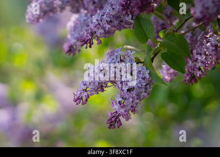 Syringa vulgaris (lillà comune) in fiore, con panicoli di fiori viola profumati e una chioma verde fresca. Un classico arbusto ornamentale da giardino. Foto Stock