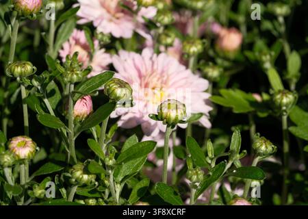 Un macro dettagliato di boccioli di crisantemo rosa chiaro che iniziano a schiudersi in un giardino soleggiato. Questa fotografia botanica di alta qualità cattura giovani fiori Foto Stock