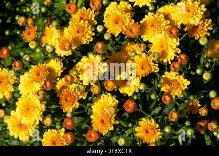 Una vista ad alta angolazione di un fitto letto di crisantemi gialli che fiorisce sotto la luce del sole splendente. Questa texture botanica di alta qualità cattura numerosi oro Foto Stock