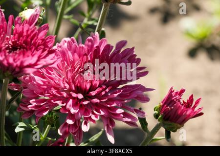Un primo piano di vibranti fiori di crisantemo rosa, Chrysanthemum morifolium, che sbocciano su steli in un giardino soleggiato. Questa foto botanica di alta qualità Foto Stock
