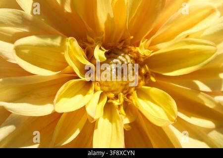 Un macro dettagliato di una testa di dalia gialla in apertura, catturata in una vista frontale simmetrica. Questo primo piano botanico di alta qualità cattura il Foto Stock