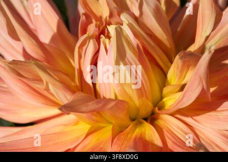 Colpo macro di una testa di fiore di dahlia arancione pesca in apertura da una prospettiva laterale dinamica. Questa cattura ravvicinata di alta qualità rappresenta una struttura a strati Foto Stock