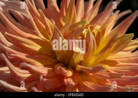 Un macro dettagliato di una testa di fiore di dahlia arancione pesca in piena fioritura sotto il sole luminoso dell'estate. Questo primo piano botanico di alta qualità cattura gli strati Foto Stock