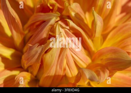 Un macro dettagliato di petali di dalia arancioni e gialli vibranti in fiore in un giardino soleggiato. Questa cattura botanica ad alta qualità in primo piano Foto Stock