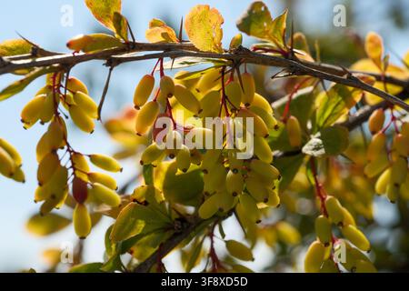 Macro di bacche di Berberis vulgaris, gialle e leggermente rosse, che maturano su un ramo spinoso con foglie verdi. Questa alta qualità Foto Stock