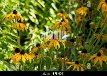 Un'ampia foto naturalistica di fiori gialli Black-Eyed Susan, Rudbeckia, in fiore in un lussureggiante giardino estivo. Questa fotografia botanica di alta qualità cattura vi Foto Stock