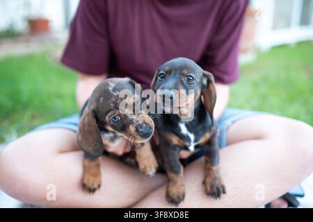 Due cuccioli di bassotto, uno marrone e nero, sono tenuti da una persona seduta sull'erba verde Foto Stock