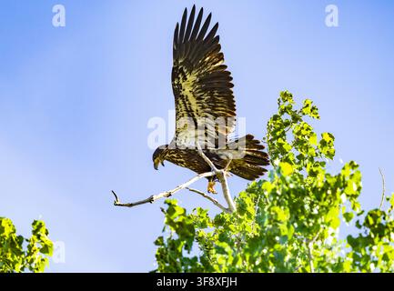 Un giovane aquila dalla testa bianca che decolla dalla sua alta postazione in una giornata estiva soleggiata. Foto Stock
