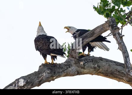 Una coppia di aquile calve americane che vocalizzano o chiamano insieme mentre sono appollaiate in cima a un pioppo preferito. Foto Stock