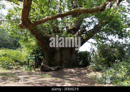 Quercia Cattedrale, antico albero veterano nella foresta di Savernake, Wiltshire, Inghilterra Foto Stock