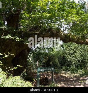 Quercia Cattedrale, antico albero veterano nella foresta di Savernake, Wiltshire, Inghilterra Foto Stock