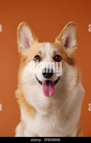 Allegro Pembroke Welsh Corgi guarda la telecamera con la lingua fuori su sfondo arancione. Ritratto allegro in studio evidenzia l'espressione amichevole, le orecchie dritte e Foto Stock