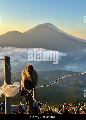 Scimmia appollaiata su una recinzione di filo spinato al vulcano Mount Batur a Bali, Indonesia Foto Stock